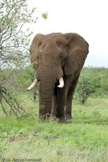 Afrikanischer Elefant (130 von 131).jpg
